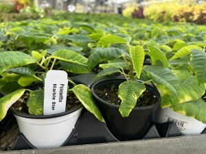 Poinsettia plugs planted